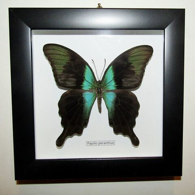 Бабочка Papilio peranthus в рамке