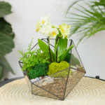 Готовый флорариум с орхидеей Лайм Икос S