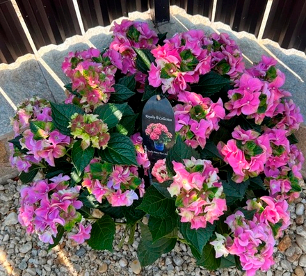 LADY MATA HARI Rose(Леди Мата Хари Роуз) (розовый) Р11 Европа (5/6+) (цветущая)