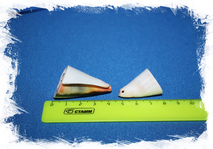 Поперечный срез Стромбуса Лучануса с отверстием, 3-4см, 8шт, 50гр