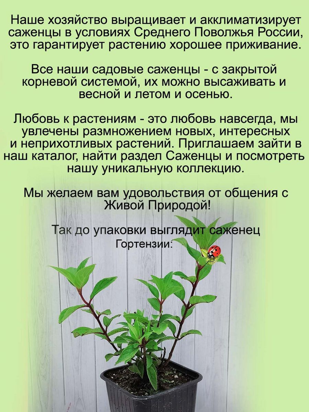Гортензия Пинк Даймонд метельчатая