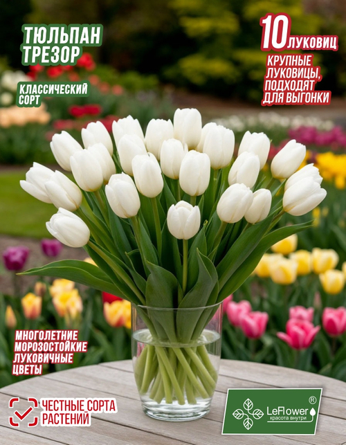 Тюльпан Луковица, Мисс Медведева, 10шт крупные