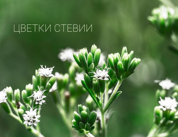 Натуральные сахарозаменители