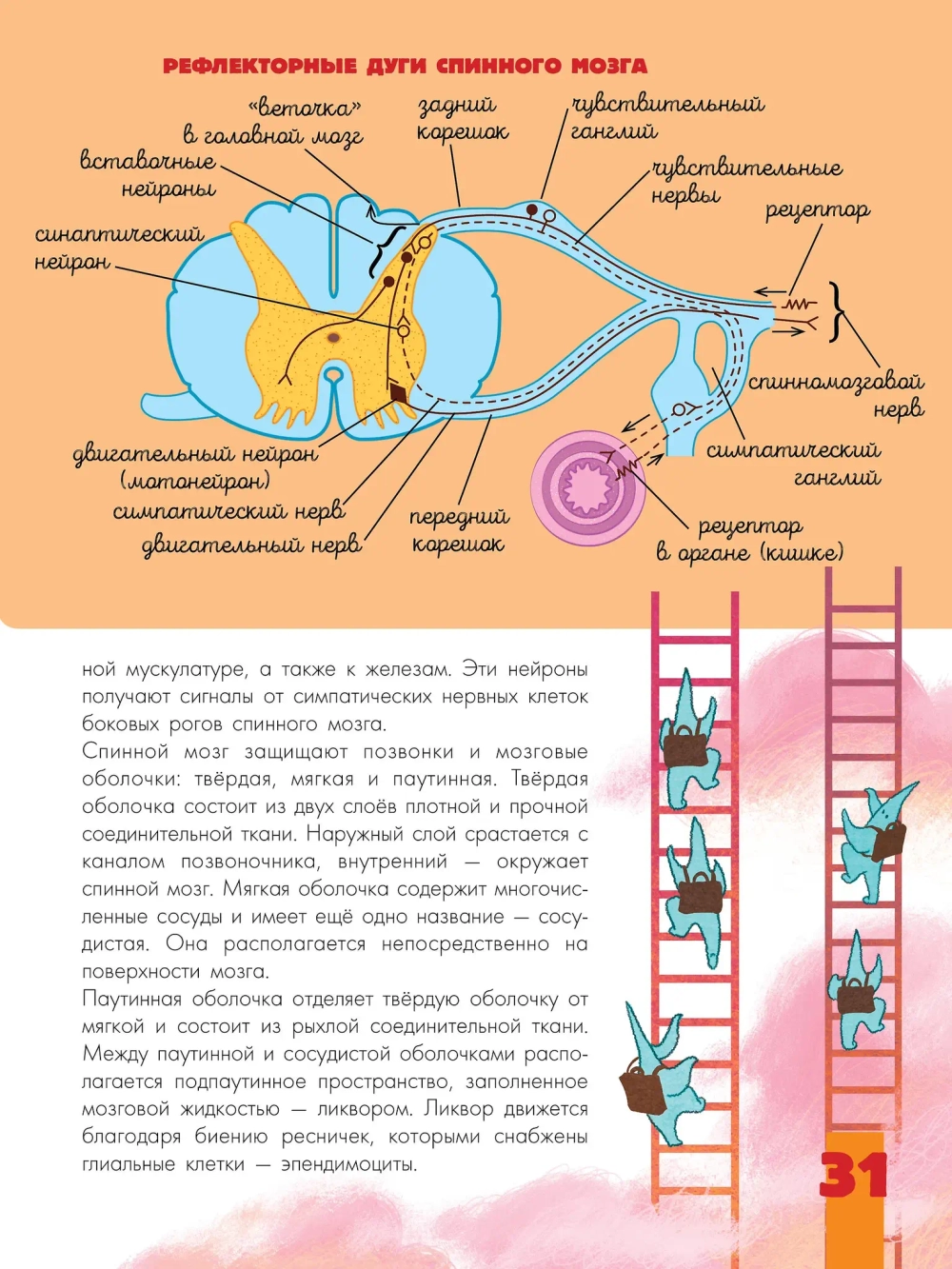 Мозг и нервная система