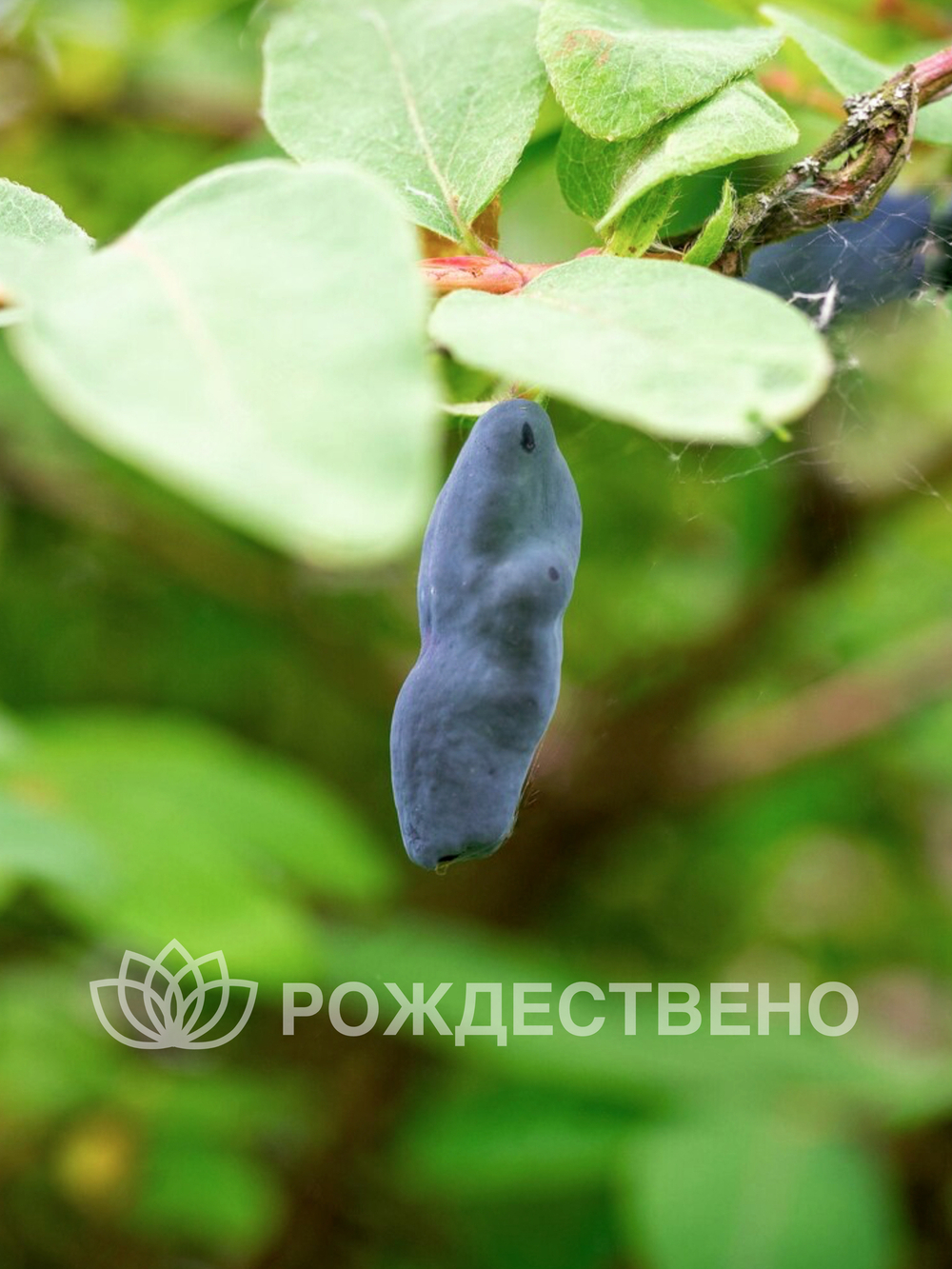 Жимолость Лебедушка