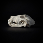 Череп собаки