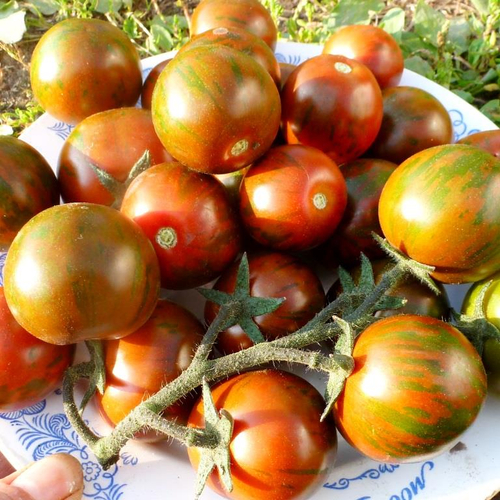 Помидоры Purple Bumble Bee – Фиолетовый Шмель