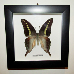 Бабочка Graphium codrus