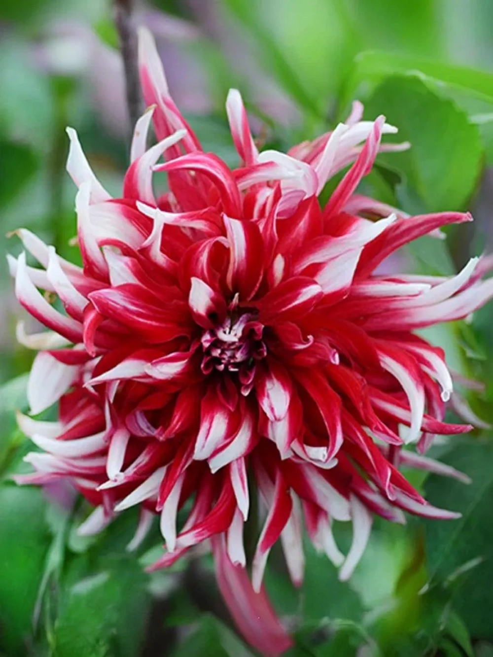 Георгин кактусовидный Фрикуолет