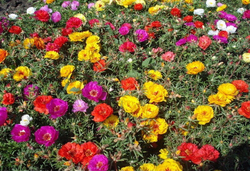 Портулак Стопвотч Микс (50шт) Витагрин Профи