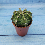 Gymnocalycium Friedrichii (Гимнокалициум)