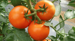 Корвинус F1 семена томата полудетерминантного (Seminis / Семинис)