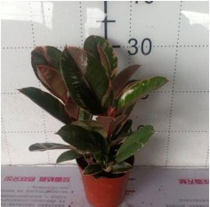 Фикус elastica д.12