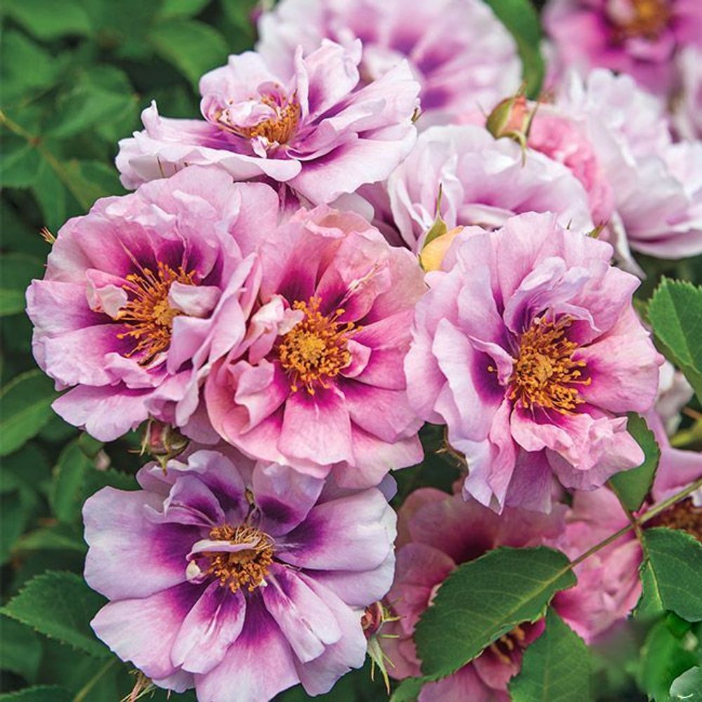 Изи он зе Ай (Easy on the Eyes)