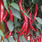 Шакира F1 семена перца острого (Enza Zaden / Энза Заден)