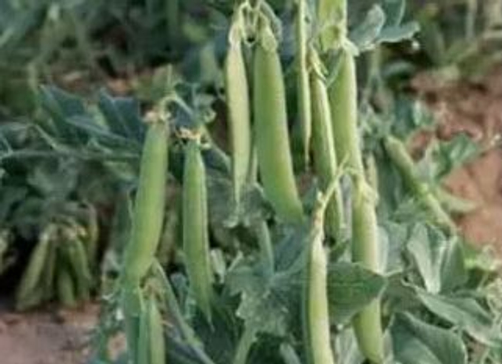 Горох Грюнди (Syngenta / Сингента) 20гр