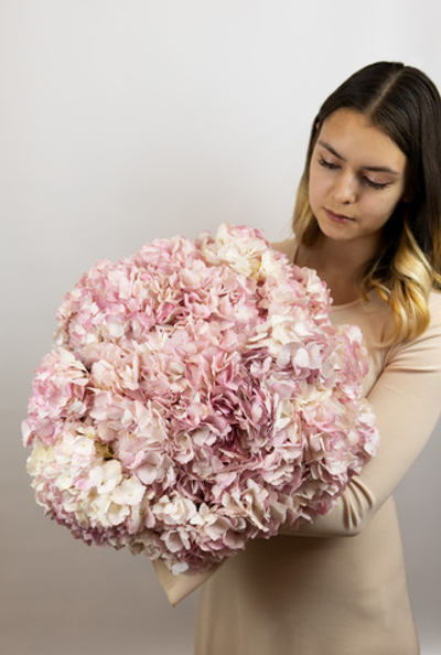 Букет из 15 розовых колумбийских гортензий (402)
