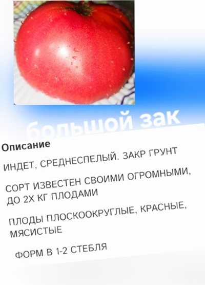 РАССАДА ТОМАТОВ БОЛЬШОЙ ЗАК