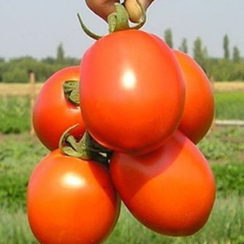 ФРИСКО F1 семена томата (Clause | Alexagro)