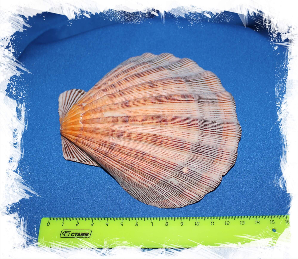 Гребешок Львиная Лапа размер