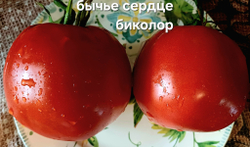 БЫЧЬЕ СЕРДЦЕ БИКОЛОР