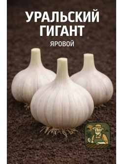 Чеснок яровой Уральский Гигант