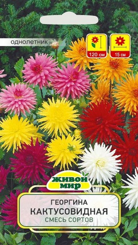 Гeopгинa &quot;Kaктycoвиднaя&quot; 0,5г., Польша.
