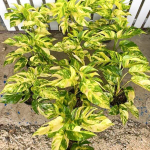 Эпипремнум GOLDEN FLAME big (B52)