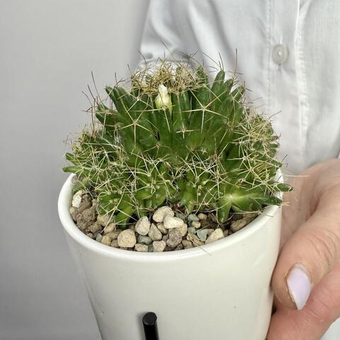 Кактус в цилиндре