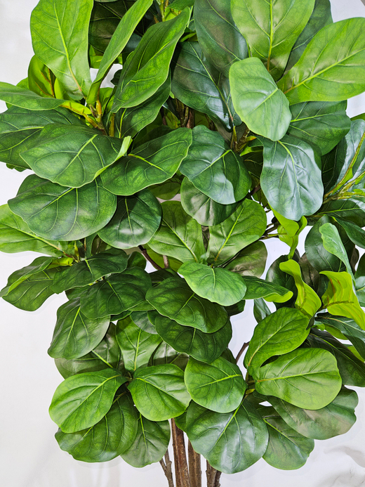 Фикус Лирата Робуста 160см в кашпо