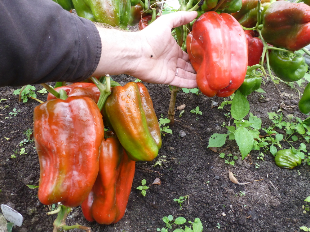 Перец Сладкий Гигантский — Big Bertha - Большая Берта