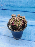 Gymnocalycium T-Rex Pink hybrid (Гимнокалициум)