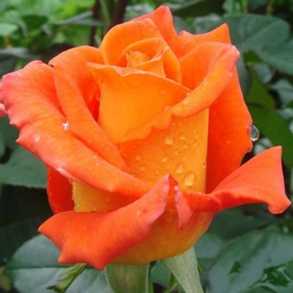 Роза чайно-гибридная Ибица (горшок 4л)