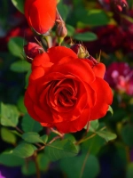 Роза плетистая Лилиана