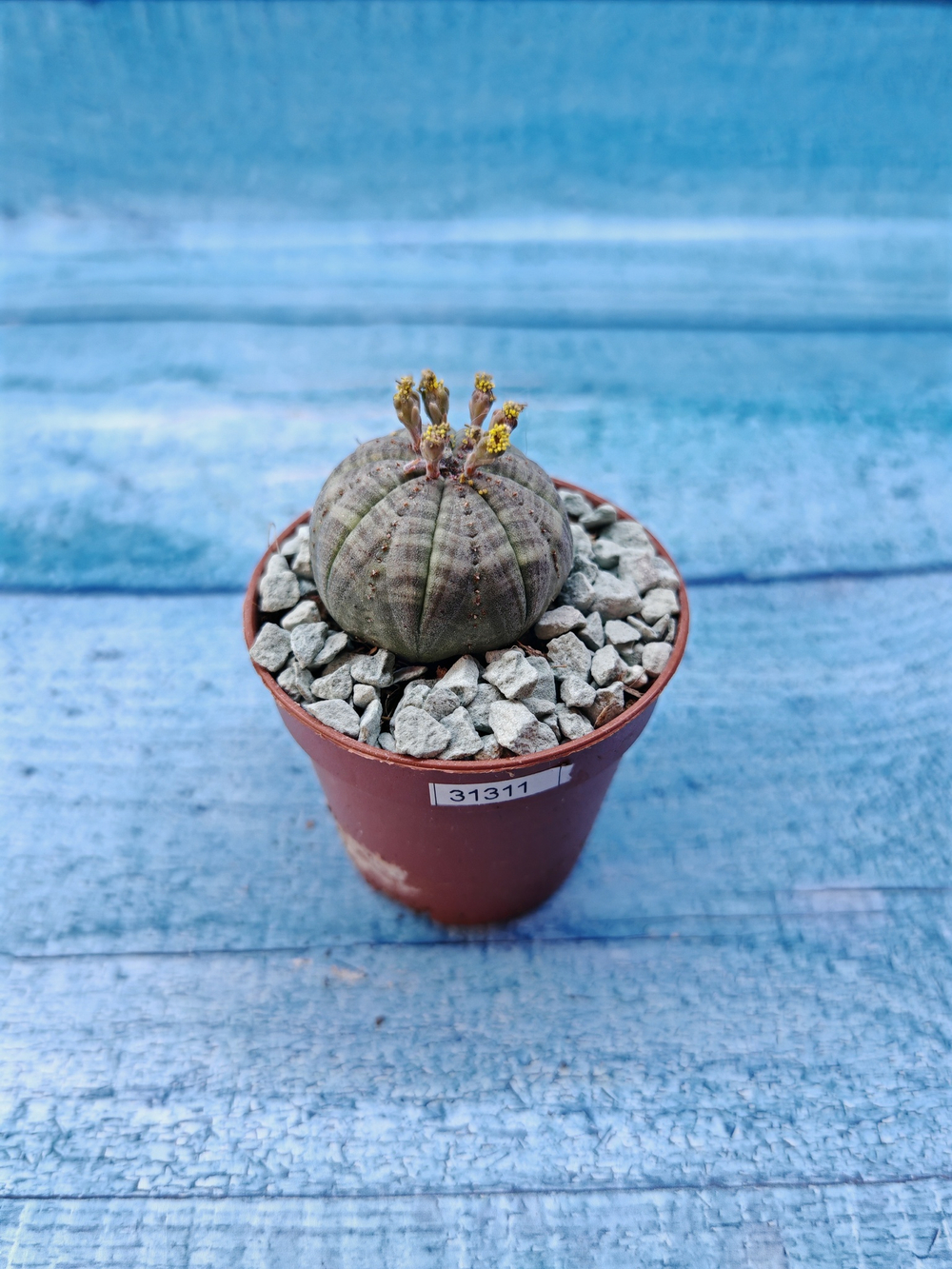 Euphoria Obesa (Эуфорбия)