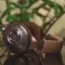 Focal Clear MG