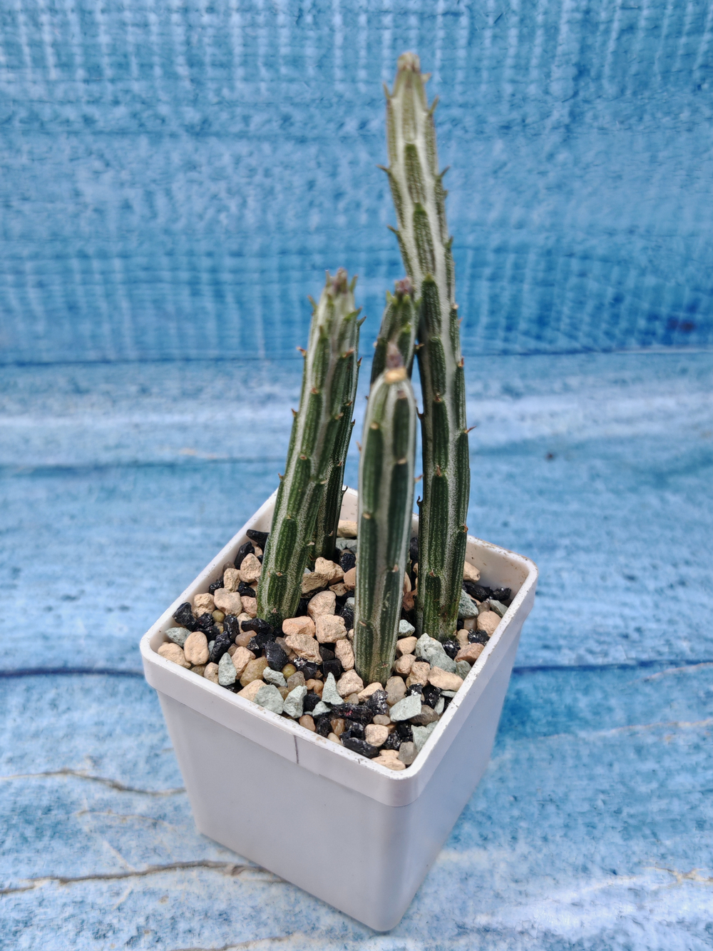 Senecio Stapeliiformis (Крестовник)