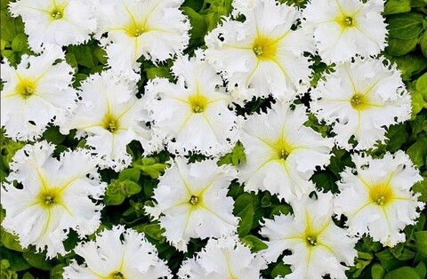 Петуния грандифлора Фимбриата Крайкови Завой