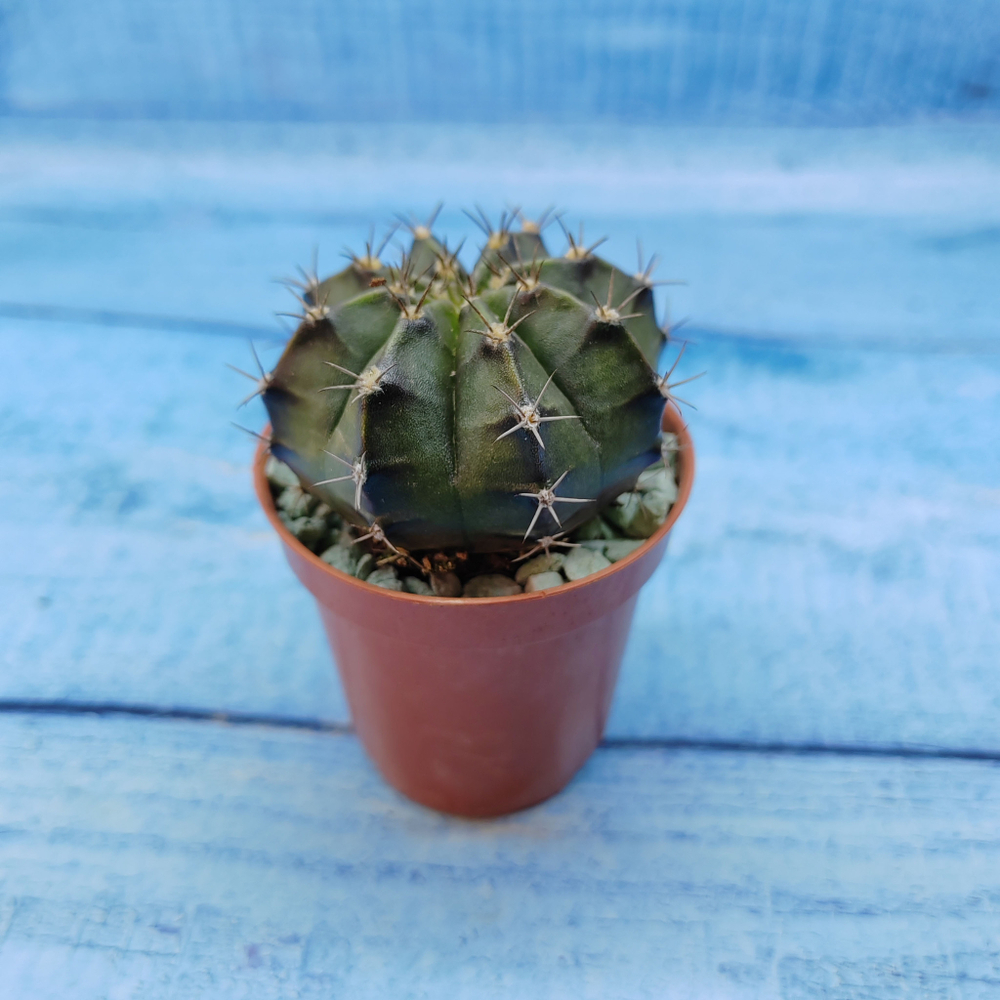 Gymnocalycium Friedrichii (Гимнокалициум)