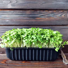 Кейл (кудрявая капуста) на корне (лоток) / 40 гр