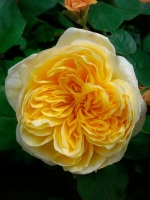 Роза английская Шарлотта