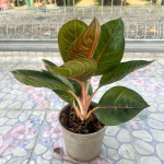 Аглаонема MOONLIGHT GREEN