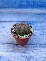 Euphorbia Obesa (Эуфорбия)