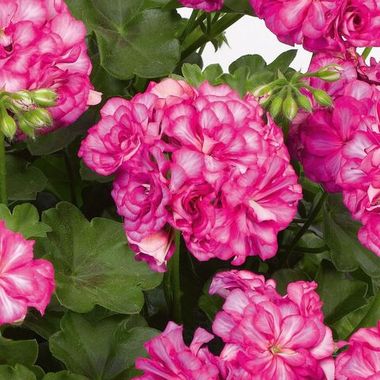3115 Пеларгония плющелистная GRANDEUR IVYARCTIC ROSE (ВЕСНА 2025)
