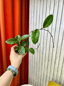 Хойя AH074, D9см Н15см, 1шт, Urban Jungle (7583)