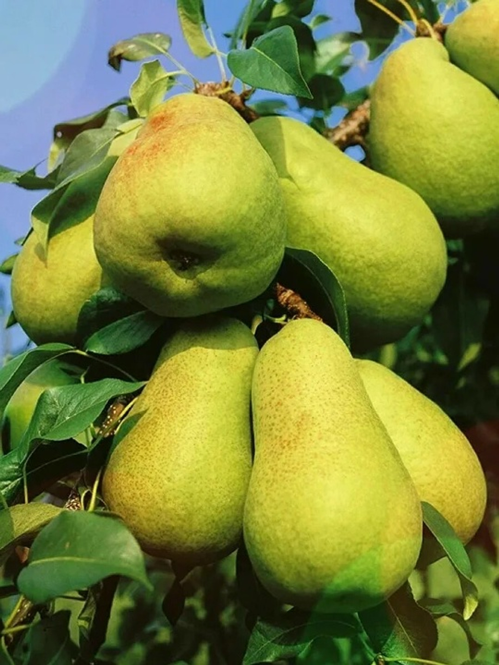 Нежность (Колоновидная)