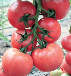 Розарио F1 семена томата индетерминантного (Гавриш)