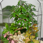 Готовый флорариум бонсай Кармона Бонсариум