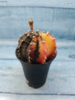 Gymnocalycium Variegata (Гимнокалициум Вариегатный)
