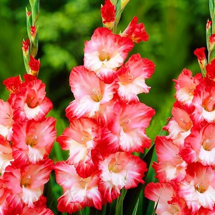 Гладиолус Пинк Леди